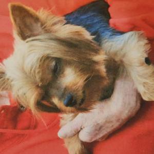 Image of Joleen, Lost Dog