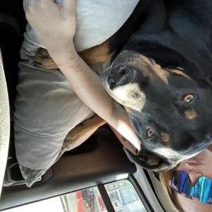 Lost Dog Dusty