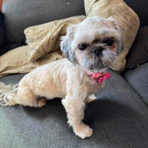Lost Dog Unknown