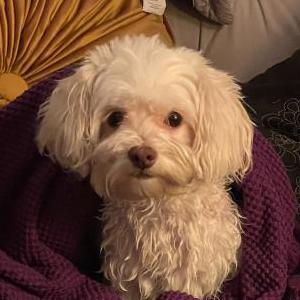 Image of Ivy, Lost Dog