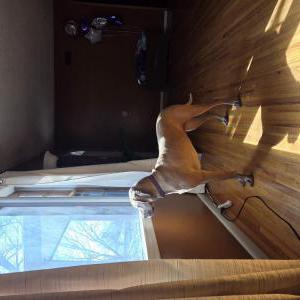 Image of Winnie, Lost Dog