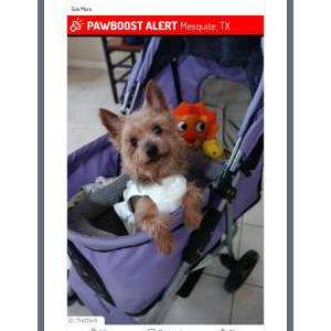 Lost Dog Natalie David