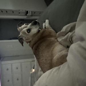 Image of Cafe, Lost Dog
