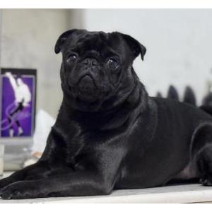 Image of Bestia, Lost Dog