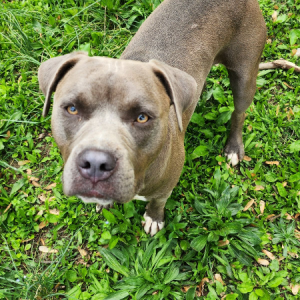 Image of Tony, Lost Dog