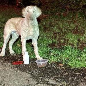 Image of Unknown, Found Dog