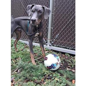 Lost Dog Axel