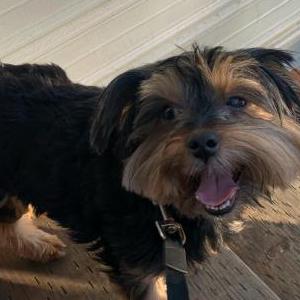 Lost Dog Lala