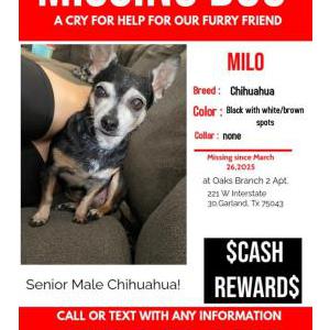 Image of Milo, Lost Dog