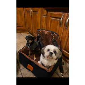 Image of Miguelito and Maya, Lost Dog