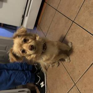 Found Dog UNKNOWN