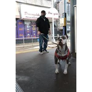 Lost Dog Rico