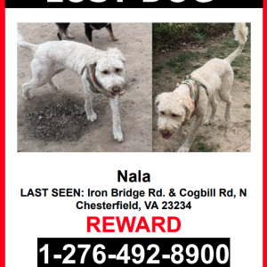 Lost Dog Nala