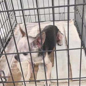 Image of Unknown, Lost Dog