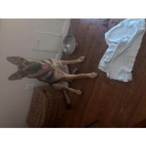 Lost Dog Ripley