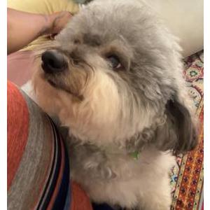 Lost Dog Leon
