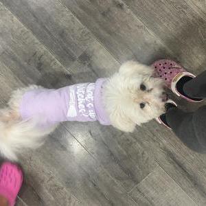 Lost Dog Lily