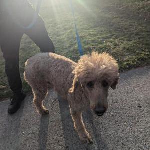 Found Dog Unknown