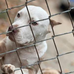Image of Diamond, Lost Dog