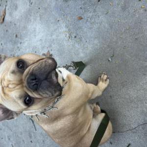 Found Dog Unknown