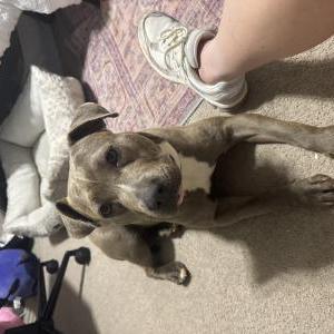 Image of Unknown, Found Dog