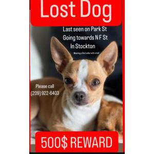 Lost Dog Moy