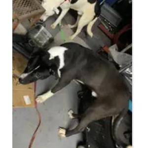 Image of Unknown, Found Dog