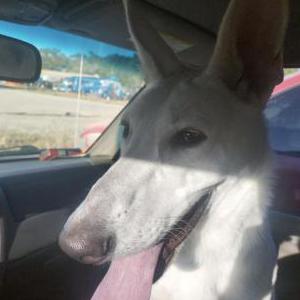 Image of Rador, Lost Dog