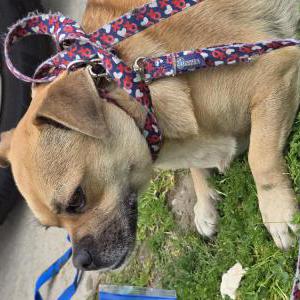 Found Dog Unknown