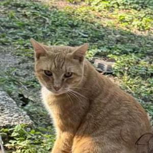 Lost Cat Ollie