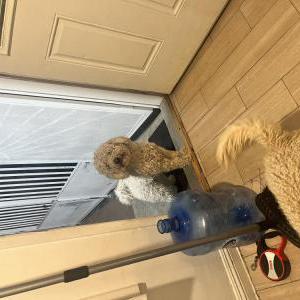 Lost Dog Simba