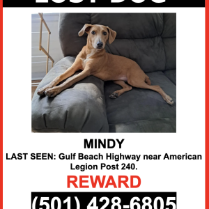 Image of Mindy, Lost Dog