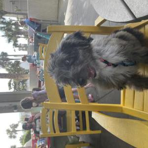 Image of Navy, Lost Dog