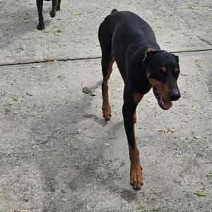 Image of Unknown, Found Dog