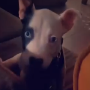 Image of DEMON, Lost Dog