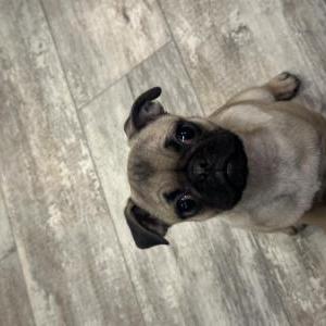 Lost Dog canela