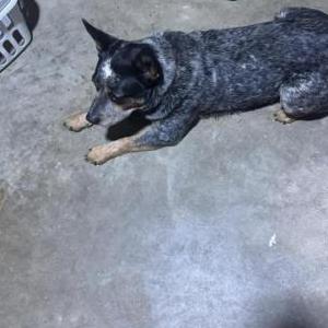 Image of Hank, Lost Dog