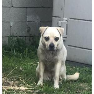Found Dog Unknown