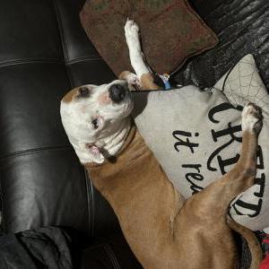 Lost Dog Titan