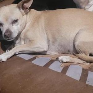 Lost Dog Alpha
