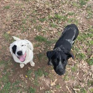 Image of Unknown, Found Dog