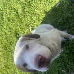 Lost Dog Unknown