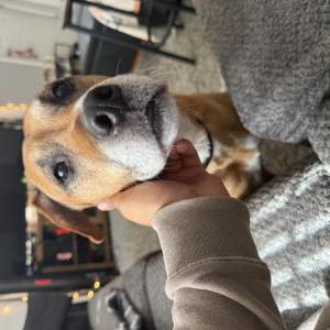 Image of Peppers, Lost Dog