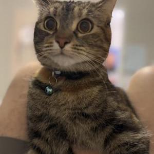 Image of Butterscotch, Lost Cat