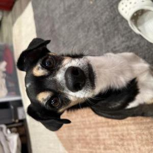Lost Dog Blaze