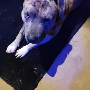 Image of Ransum, Lost Dog