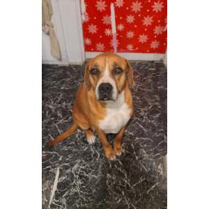 Image of Sophie, Lost Dog