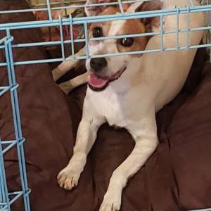 Image of Remy, Lost Dog