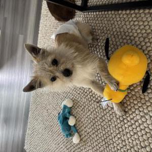 Found Dog Unknown