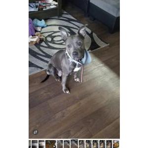 Image of Unknown, Found Dog